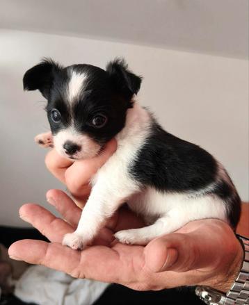 Klein teefje chihuahua x naakthond beschikbaar voor biedingen