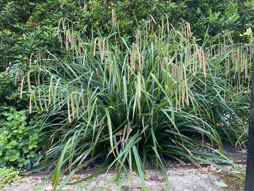 Hangende zegge, Carex Pendula, Tuin en Terras, Planten | Tuinplanten, Ophalen