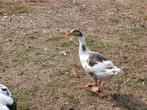 Jonge pommerse ganzen, Dieren en Toebehoren, Pluimvee, Meerdere dieren, Gans of Zwaan
