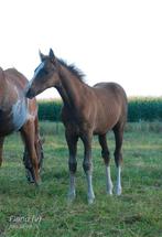 Lief en makkelijk veulen (merrie), Dieren en Toebehoren, Paarden, Hengst, Niet van toepassing, Minder dan 160 cm, 0 tot 2 jaar