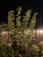 3 meter hoge hazelaarstruik, Vaste plant, Bloeit niet, Halfschaduw, Ophalen