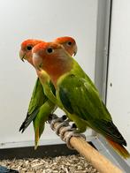 Jonge Roseicolli’s en Fischeri, Meerdere dieren, Parkiet, Geringd