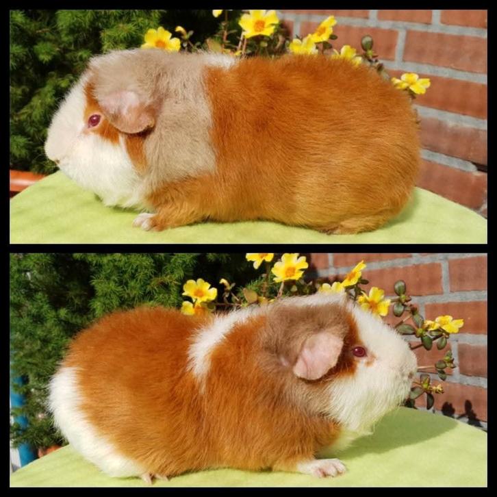 Us Teddy cavia, Dieren en Toebehoren, Knaagdieren, Mannelijk, Cavia, Mei, Tam