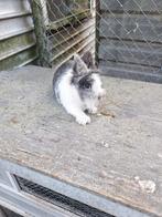 Een mooi vrouwtjes konijn, Dieren en Toebehoren, Konijnen, Vrouwelijk