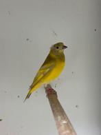 Zwartkopsijs - spinus maggelanicus, Meerdere dieren, Tropenvogel, Geringd