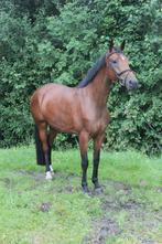 5jarige talentvolle Cantona merrie, Dieren en Toebehoren, Merrie, Springpaard, Gechipt, 3 tot 6 jaar