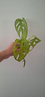 Monstera adansonii (variegata), Huis en Inrichting, Kamerplanten, Ophalen, Halfschaduw, Minder dan 100 cm