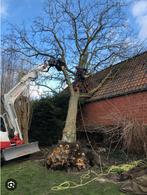 Gezocht bomen om te zagen, Tuin en Terras, Haardhout, Ophalen of Verzenden