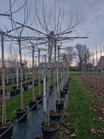 Dakplataan in pot - Platanus hispanica dakvorm, Bloeit niet, Ophalen of Verzenden, Dakboom, 250 tot 400 cm