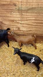 Zwartbont dwerggeitje zoekt naar nieuwe stal, Schaap
