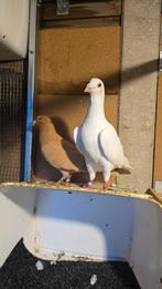 Postduiven, Meerdere dieren, Postduif