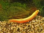 misgurnus anguillicaudatus gold €12,50, Dieren en Toebehoren, Vis, Zoetwatervis
