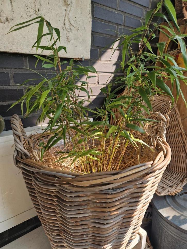 2 Bamboe, zeer decoratieve plant-niet woekerend, Tuin en Terras, Planten | Tuinplanten, Ophalen