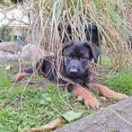 1 donker reutje Mechelse X Duitse herder pups, Dieren en Toebehoren, 8 tot 15 weken, Meerdere, Meerdere dieren, Herder