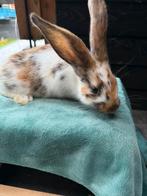 Lieve klein konijntje gratis, Dieren en Toebehoren, Konijnen, Meerdere dieren, Middelgroot, 0 tot 2 jaar
