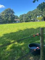 Weiland te huur voor schapen of paarden, Dieren en Toebehoren, Stalling en Weidegang, Weidegang, 2 of 3 paarden of pony's