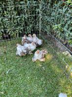 Gratis haantjes, Dieren en Toebehoren, Pluimvee, Mannelijk, Kip