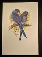 Hyacint Ara, Verzenden, 1980 tot heden, Zo goed als nieuw, Dier