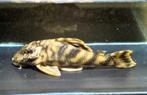 L-Nummers: L135 Peckoltia braueri, Dieren en Toebehoren, Vissen | Aquariumvissen, Vis, Zoetwatervis
