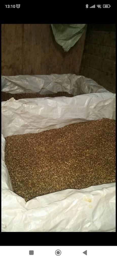 Blanke en zwarte haver, gerst, Dieren en Toebehoren, Dierenvoeding, Pluimvee, Ophalen of Verzenden