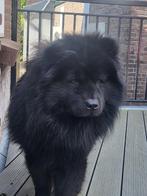 Sweet Chow Chow & Cat Friend(s) Need a Forever Home - Help, Dieren en Toebehoren, Particulier, Buitenland, Eén hond, 3 tot 5 jaar