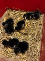 Marans kuikens, Dieren en Toebehoren, Pluimvee, Geslacht onbekend, Kip