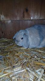 Ram ter dekking, Dieren en Toebehoren, Mannelijk, Klein, Hangoor, 0 tot 2 jaar