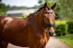 Elegante KWPN-ruin van Lennox U.S. x United, Dieren en Toebehoren, Paarden, Gechipt, Ruin, Dressuurpaard, 3 tot 6 jaar
