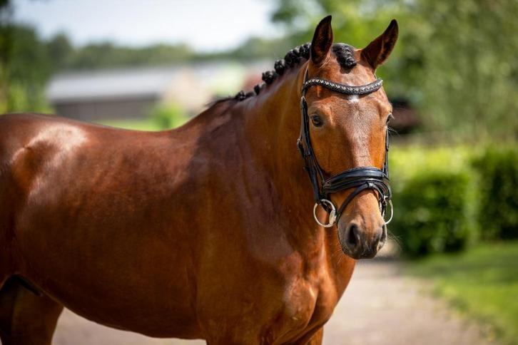 Elegante KWPN-ruin van Lennox U.S. x United, Dieren en Toebehoren, Paarden, Ruin, L, 165 tot 170 cm, 3 tot 6 jaar, Dressuurpaard