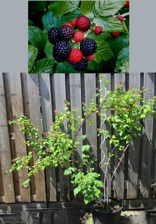 Zwarte Framboos- 1.80 mtr. H- Rubus Occidentalis Black Juwel, Tuin en Terras, Planten | Tuinplanten, Vaste plant, Fruitplanten