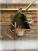 Rood kuif kardinalen met fna vast geringd, Dieren en Toebehoren, Vogels | Overige Vogels, Meerdere dieren, Geringd