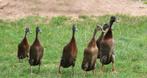 Gezocht broedeieren loopeenden, Dieren en Toebehoren, Eend