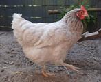 Gezocht een Kip of broedeieren zoals op de foto, Dieren en Toebehoren, Pluimvee, Kip