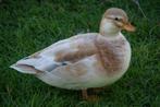 GEZOCHT GEVRAAGD kwakertjes kwaker kwakers eendjes eend, Dieren en Toebehoren, Pluimvee, Meerdere dieren, Eend