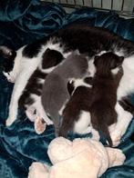 Kittens mix met Britse korthaar, Dieren en Toebehoren
