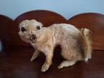 Taxidermie hermelijn, Ophalen