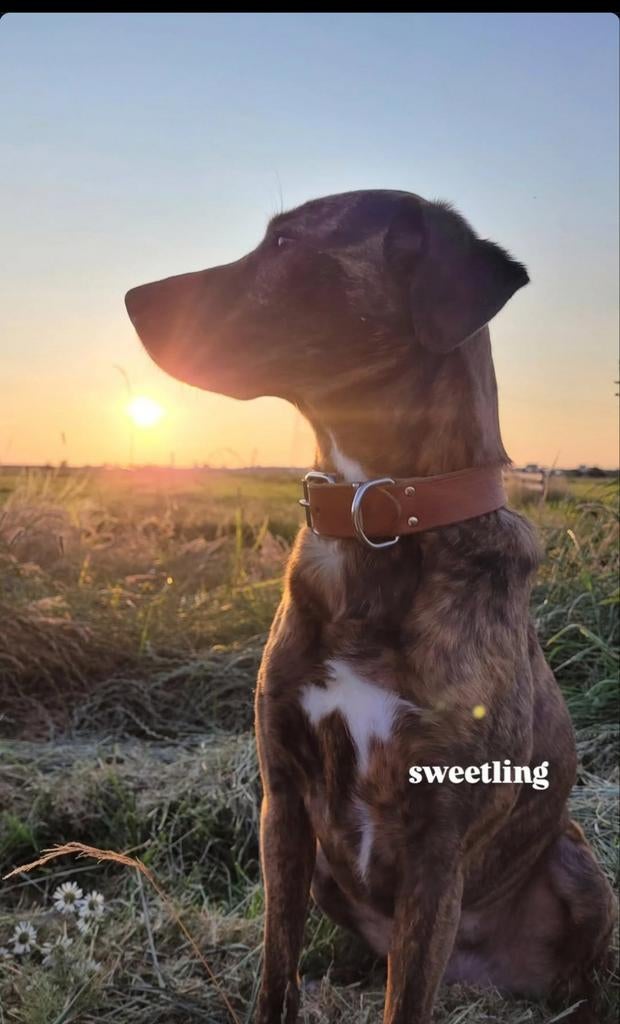 Hondenoppas / uitlaten gezocht, Ophalen