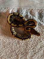 Python regius nakweek 2025, Slang, 0 tot 2 jaar