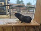 Cavia beren | Verschillende kleurslagen | Cavia's, Dieren en Toebehoren, Cavia, Mannelijk, Tam, Oktober