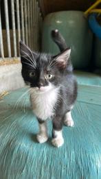 Kitten vrouwtje, Dieren en Toebehoren, Katten en Kittens | Overige Katten, Poes, Langharig, 0 tot 2 jaar