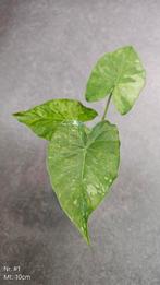 Alocasia Gageana Albo Variegata - diverse maten, Ophalen of Verzenden, Overige soorten, Minder dan 100 cm