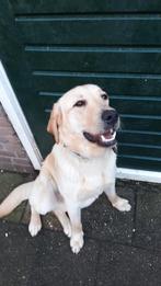 Lieve labrador retriever Zuma van 1 jaar, Dieren en Toebehoren, Honden | Retrievers, Spaniëls en Waterhonden, Particulier, 1 tot 2 jaar