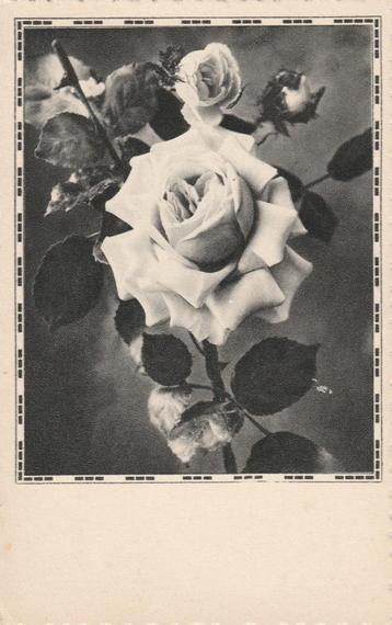 ROOS ROZEN  UIT JAREN 50 ZEER MOOIE OUDE KAART KJ396 beschikbaar voor biedingen