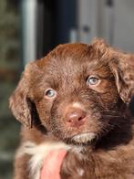 Prachtige super sociale pups van eenmalig nestje, Dieren en Toebehoren, Overige rassen, 8 tot 15 weken, Parvo, Meerdere dieren