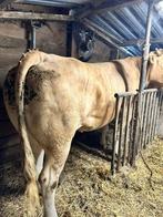 Blonde stamboek  koe gereserveerd. en stier., Dieren en Toebehoren, Runderen, Meerdere dieren