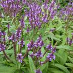 Zaden Verbena hastata, Verzenden, Voorjaar, Volle zon, Zaad