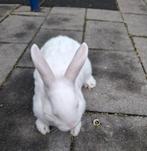 Lief vrouwtjes konijn 6 maanden oud, Dieren en Toebehoren, Konijnen, Vrouwelijk