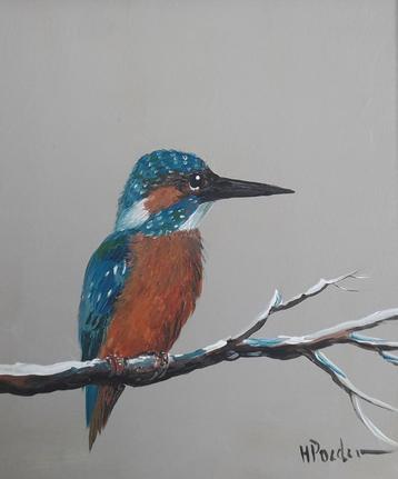 IJSVOGEL ZIT OP EEN TAK>NATUUR>DIER>MOOIE VOGEL🖌HENK POEDER beschikbaar voor biedingen