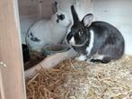 Twee tamme konijnen met prachtig hok en toebehoren, Dieren en Toebehoren, Konijnen, Vrouwelijk