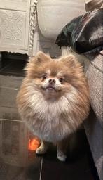 Pomeranian Pomeriaan Reu Lilac and Tan 2 Jaar, Dieren en Toebehoren, België, Particulier, Reu, 1 tot 2 jaar